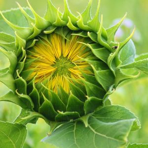 L&rsquo;Alimentation en conscience – mindful eating